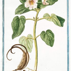 Art Print : 1772, Marrubium Album, Folio subrotundo, caulibus, et foliis albo tomento, Quasi xylin - Vintage Wall Art