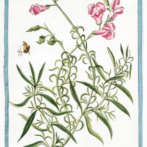 Art Print : 1772, Antirrhinum Flore albo, oris rubentibus = Ceffo di Vitello = Musle de Veau. - Vintage Wall Art
