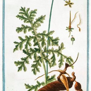 Art Print : 1772, Geranium Affricanum arborescens Malvae Folio Plano = Ago di Pastori = Bec de Grue. - Vintage Wall Art