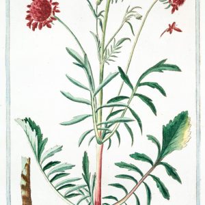 Art Print : 1772, Saxifraga Verna, annua humilio - Vintage Wall Art