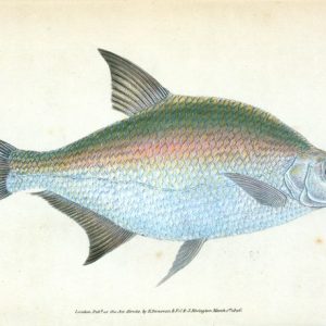 Art Print : Bream, Cyprinus Brama, 1768 - Vintage Wall Art